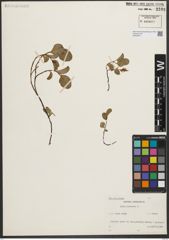 Foto von Salix herbacea L.